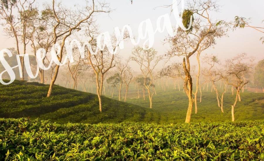 Tea fields in Sreemangal