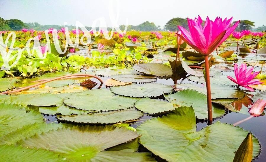 Waterlilies in Barisal.