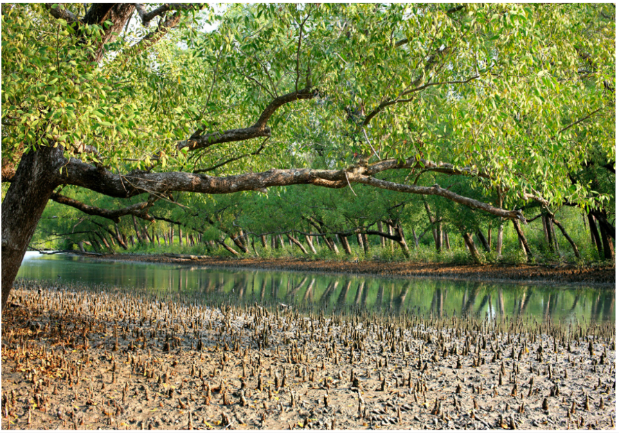 Mangrove Forest